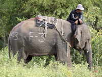 Pictures from 2012 King's Cup Elephant Polo in Hua Hin Thailand, taken 13 September 2012..