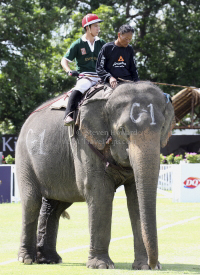 Pictures from 2012 King's Cup Elephant Polo in Hua Hin Thailand, taken 13 September 2012..