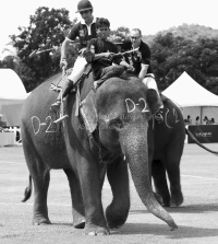 Pictures from 2012 King's Cup Elephant Polo in Hua Hin Thailand, taken 13 September 2012..