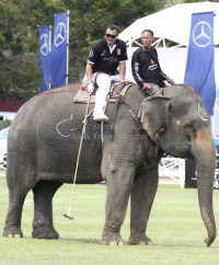 Pictures from 2012 King's Cup Elephant Polo in Hua Hin Thailand, taken 13 September 2012..