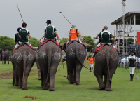 Pictures from 2014 King's Cup Elephant Polo in Bangkok, Thailand.