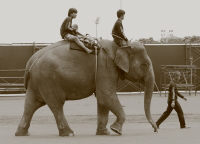 Pictures from 2014 King's Cup Elephant Polo in Bangkok, Thailand.