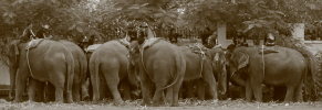 Pictures from 2014 King's Cup Elephant Polo in Bangkok, Thailand.