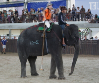 Pictures from 2014 King's Cup Elephant Polo in Bangkok, Thailand.