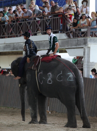 Pictures from 2014 King's Cup Elephant Polo in Bangkok, Thailand.