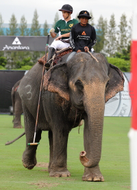 Pictures from 2014 King's Cup Elephant Polo in Bangkok, Thailand.