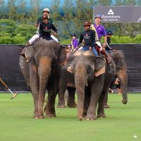 Pictures from 2014 King's Cup Elephant Polo in Bangkok, Thailand.