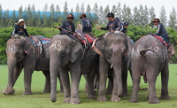 Pictures from 2014 King's Cup Elephant Polo in Bangkok, Thailand.