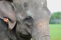 Pictures from 2014 King's Cup Elephant Polo in Bangkok, Thailand.