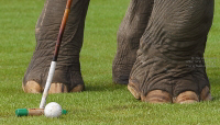 Pictures from 2014 King's Cup Elephant Polo in Bangkok, Thailand.