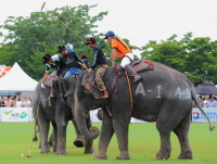 Pictures from 2014 King's Cup Elephant Polo in Bangkok, Thailand.