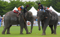 Pictures from 2014 King's Cup Elephant Polo in Bangkok, Thailand.