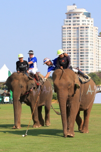 Pictures from 2016 King's Cup Elephant Polo in Bangkok, Thailand.