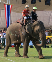 Pictures from 2016 King's Cup Elephant Polo in Bangkok, Thailand.