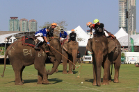 Pictures from 2016 King's Cup Elephant Polo in Bangkok, Thailand.