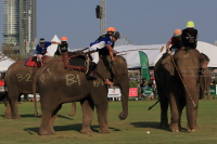 Pictures from 2016 King's Cup Elephant Polo in Bangkok, Thailand.