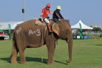 Pictures from 2016 King's Cup Elephant Polo in Bangkok, Thailand.