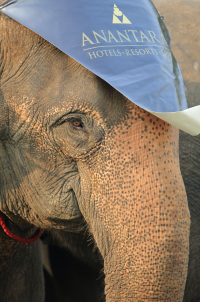 Pictures from 2016 King's Cup Elephant Polo in Bangkok, Thailand.