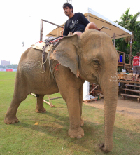 Pictures from 2016 King's Cup Elephant Polo in Bangkok, Thailand.