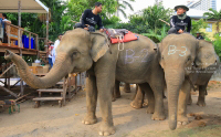 Pictures from 2016 King's Cup Elephant Polo in Bangkok, Thailand.