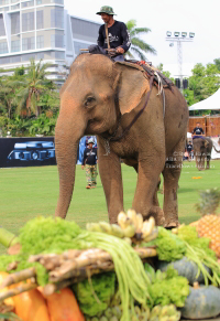 Pictures from 2016 King's Cup Elephant Polo in Bangkok, Thailand.