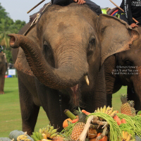 Pictures from 2016 King's Cup Elephant Polo in Bangkok, Thailand.