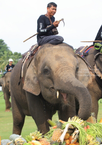 Pictures from 2016 King's Cup Elephant Polo in Bangkok, Thailand.