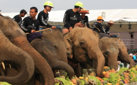 Pictures from 2016 King's Cup Elephant Polo in Bangkok, Thailand.