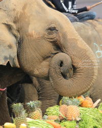 An elephant wastes no time devouring the specially prepared buffet of delicious food at the 14th King's Cup Elepant Polo in Bangkok, Thailand.