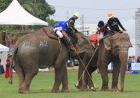 Pictures from 2016 King's Cup Elephant Polo in Bangkok, Thailand.