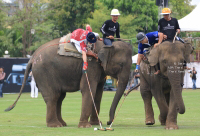 Pictures from 2016 King's Cup Elephant Polo in Bangkok, Thailand.