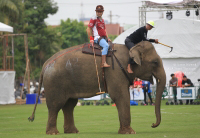 Pictures from 2016 King's Cup Elephant Polo in Bangkok, Thailand.