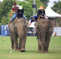 Pictures from 2016 King's Cup Elephant Polo in Bangkok, Thailand.