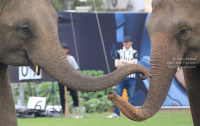 Pictures from 2016 King's Cup Elephant Polo in Bangkok, Thailand.