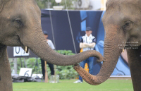 Pictures from 2016 King's Cup Elephant Polo in Bangkok, Thailand.