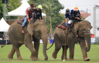 Pictures from 2016 King's Cup Elephant Polo in Bangkok, Thailand.