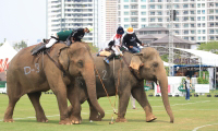 Pictures from 2016 King's Cup Elephant Polo in Bangkok, Thailand.