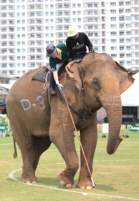 Pictures from 2016 King's Cup Elephant Polo in Bangkok, Thailand.