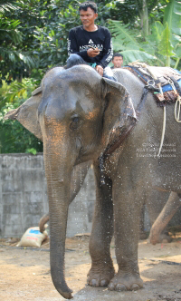 Pictures from 2016 King's Cup Elephant Polo in Bangkok, Thailand.