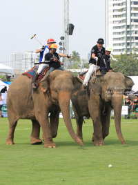 Pictures from 2016 King's Cup Elephant Polo in Bangkok, Thailand.