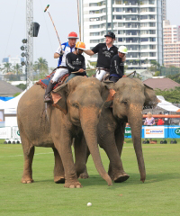 Pictures from 2016 King's Cup Elephant Polo in Bangkok, Thailand.