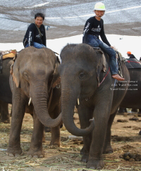 Pictures from 2016 King's Cup Elephant Polo in Bangkok, Thailand.