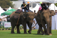 Pictures from 2016 King's Cup Elephant Polo in Bangkok, Thailand.