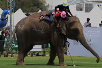 Pictures from 2016 King's Cup Elephant Polo in Bangkok, Thailand.