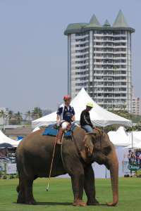 Pictures from 2016 King's Cup Elephant Polo in Bangkok, Thailand.