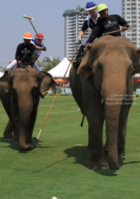 Pictures from 2016 King's Cup Elephant Polo in Bangkok, Thailand.