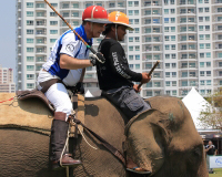 Pictures from 2016 King's Cup Elephant Polo in Bangkok, Thailand.