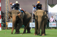 Pictures from 2016 King's Cup Elephant Polo in Bangkok, Thailand.