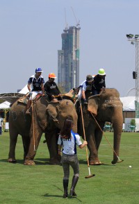 Pictures from 2016 King's Cup Elephant Polo in Bangkok, Thailand.