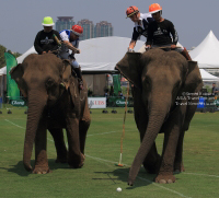 Pictures from 2016 King's Cup Elephant Polo in Bangkok, Thailand.